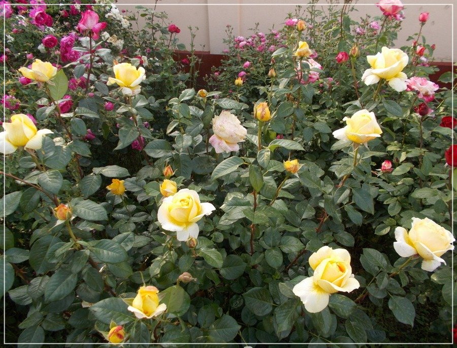 Candlelight róża wielkokwiatowa